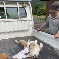 体をくねらせる犬