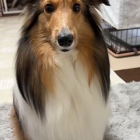 神妙な面持ちでお座り