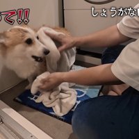 喧嘩しながらタオルドライ
