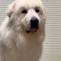 マハロくんと赤ちゃん3