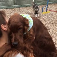 後ろに犬がいる中で甘える犬