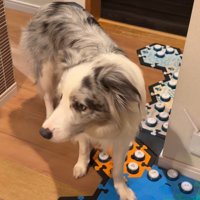 窓の外を見つめる犬