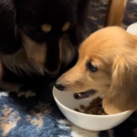 茶色い犬が食べているごはんを見つめる黒い犬