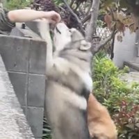 手に甘える犬