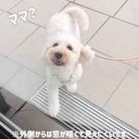 鳴いてママを呼ぶ犬