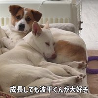 先輩犬との添い寝は継続中