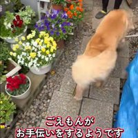 おばあちゃんはお庭で作業中