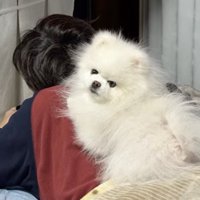 うつ伏せになっている飼い主の背中に乗って、カメラを見つめる犬