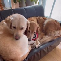 くっついて眠る2匹の犬