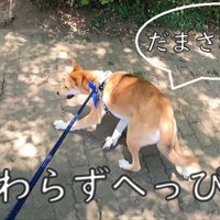 へっぴり腰でドッグランへ