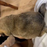 コロコロの子犬2