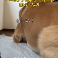 その場から立ち上がる犬