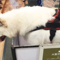 「歩いてないのに進んでる！？」と不思議そう
