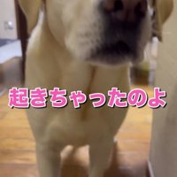 飼い主に近寄る犬