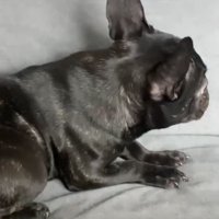 顔をそむける犬