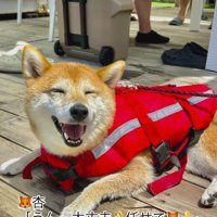 妹たちを笑顔で見つめる長女の柴犬