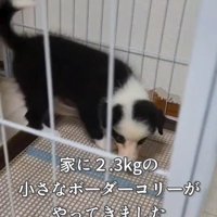 サークルの中を匂いを嗅いで歩き回る子犬