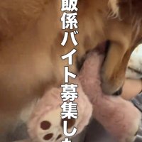 ベッドで横になっている飼い主の前にぬいぐるみを持ってくるゴールデンレトリバー