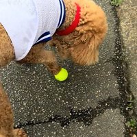 ボールと遊ぶ犬