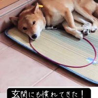 玄関で安心したように横になる犬