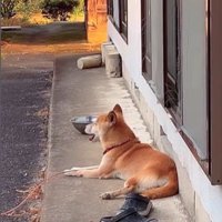 音楽に合わせて歌うコロちゃん3