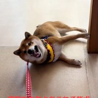 分かりやすい茶々麻呂之介くん