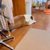 寝ていたまめちゃん