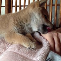 「パパ、もう朝だよ！」