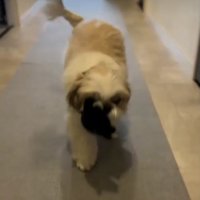 ぬいぐるみを咥えている犬