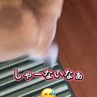 廊下に向かって歩き出す犬