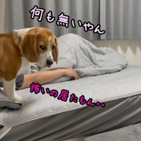 ベッドに戻ってからも警戒モード