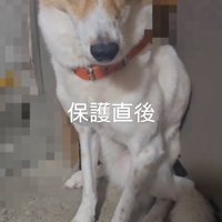 震えて投稿者を見上げる茶色い犬