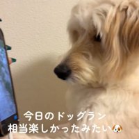 画面を見る犬5