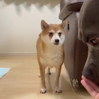 同居するあおいちゃんとなら…？