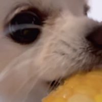 トウモロコシを食べる小型犬