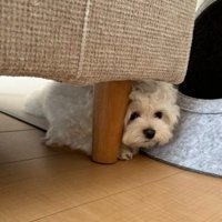 「遊んでほしいな」
