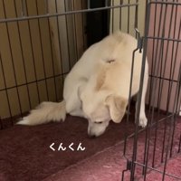 床の匂いを嗅ぐ犬