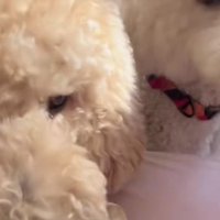 「もう朝だよ～！！」