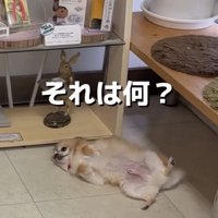 床で仰向けになる犬