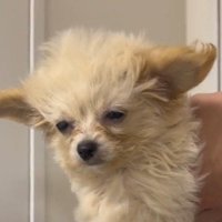 扇風機の風に当たって目を細める犬