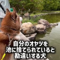 鯉に餌をあげた時のたこやきちゃん2