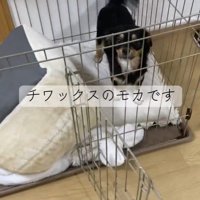 飼い主さんが帰宅したら…