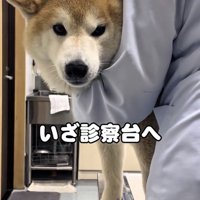 診察台に乗る犬