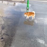 水たまりを超えることを決意