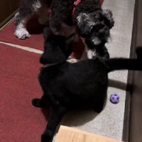 猫ちゃんとも仲良しだよ！！