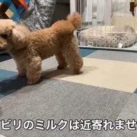 動く犬のおもちゃを見たいちごちゃん＆ミルクくん5