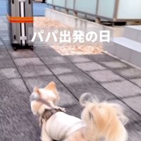 男性を追いかけるチワワ