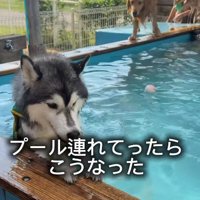 全然泳がない！！