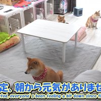 翌朝になっても、みんなしょんぼり！