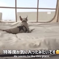 ベッドの上から海を眺める犬